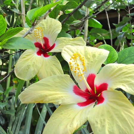 Physis Caribbean Bed & Breakfast Puerto Viejo de Talamanca Esterno foto